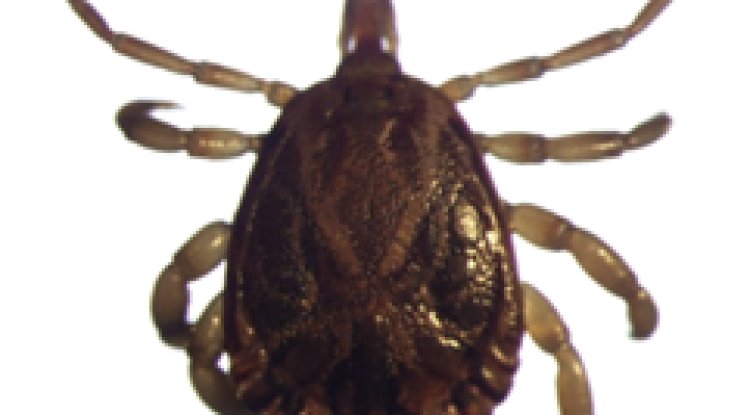 Febre maculosa: transmissão, sintomas, tratamento e prevenção