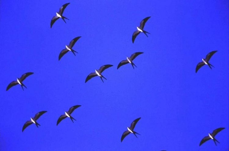 Para onde foram as andorinhas?