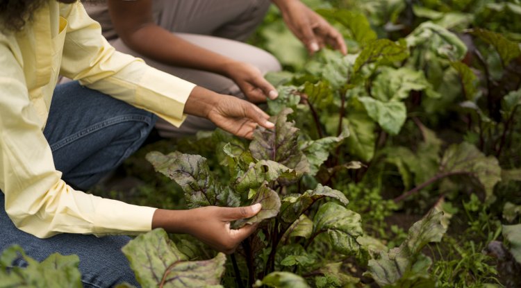 A importância da agricultura familiar no Brasil do século XXI