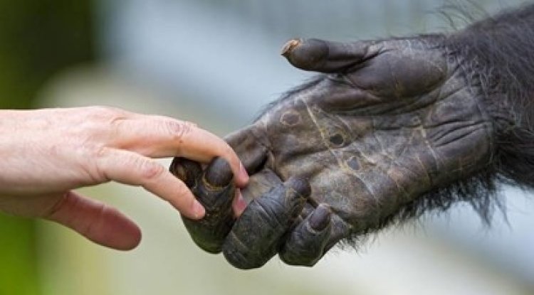 Direitos dos Animais e a Filosofia do Direito